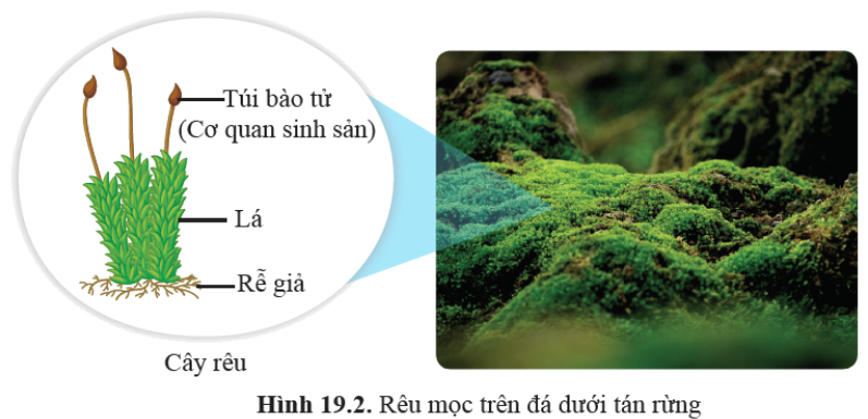 Hình 19.2 sgk Cánh diều