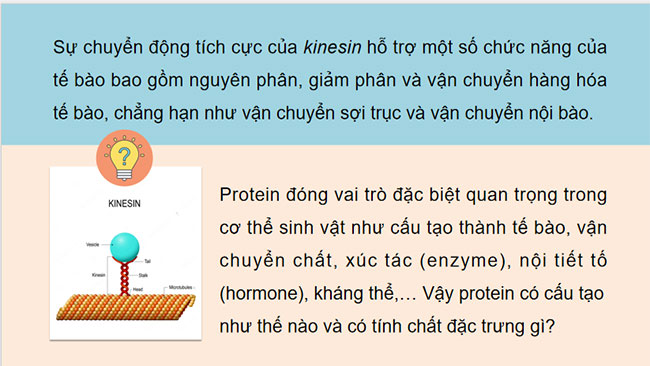 Giáo án Hóa học 9 Bài 29: Protein