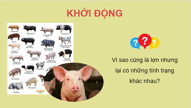 Giáo án Sinh học 9 Bài 34: Từ gene đến tính trạng