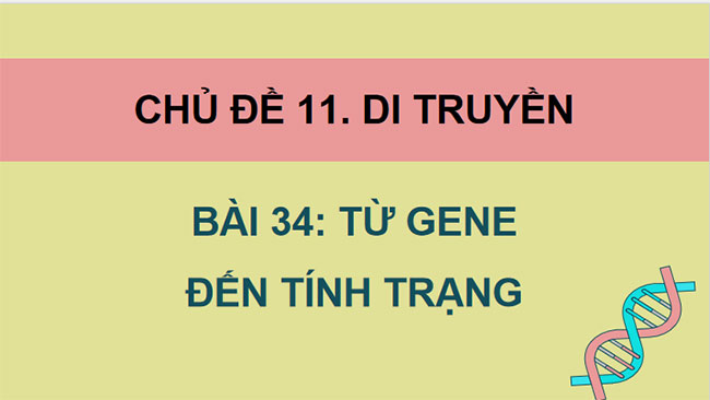 Giáo án Sinh học 9 Bài 34: Từ gene đến tính trạng