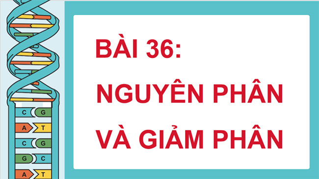 Giáo án PowerPoint KHTN 9 Bài 36 Cánh diều