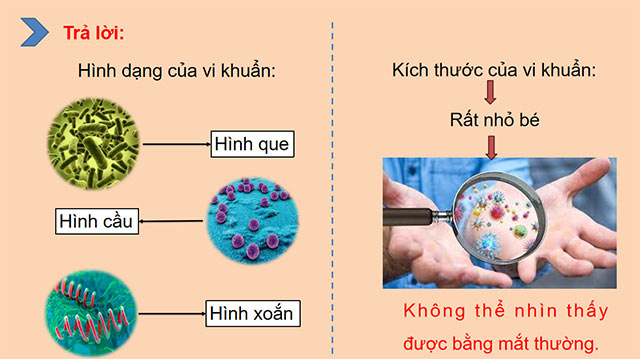 PowerPoint Khoa học 5 Vi khuẩn quanh ta
