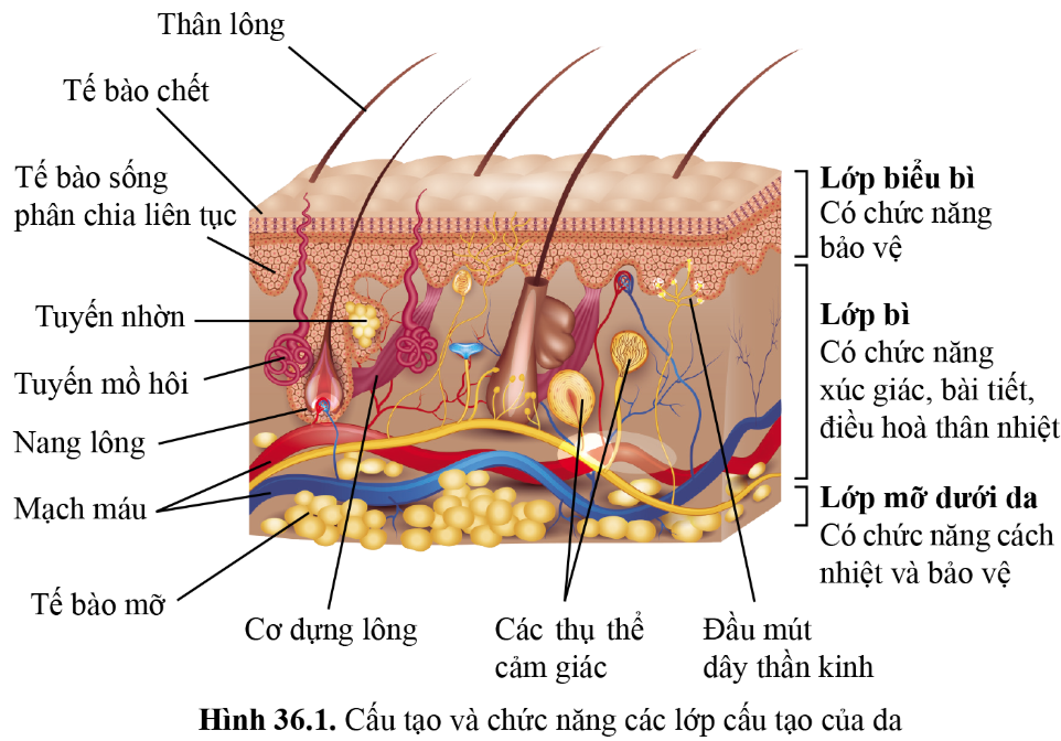 Câu hỏi 1 trang 168 KHTN 8 sách Cánh diều