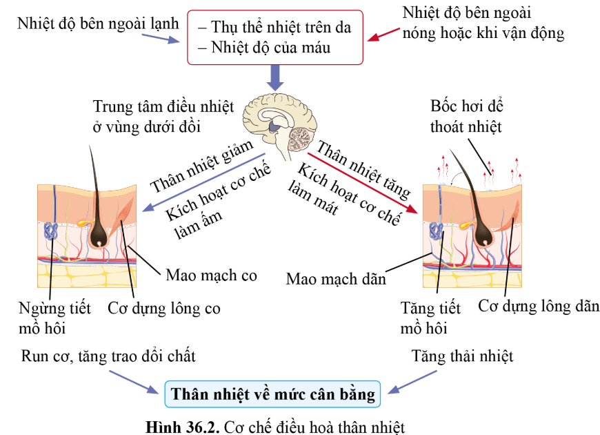 Câu hỏi 3 trang 169 KHTN 8 sách Cánh diều