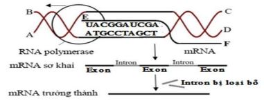 Đề thi thử THPT Quốc gia 2025 môn Sinh học trường THPT Thuận Thành 1,2 Bắc Ninh