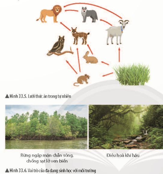 Giải Khoa học tự nhiên 6 Bài 33: Đa dạng sinh học 