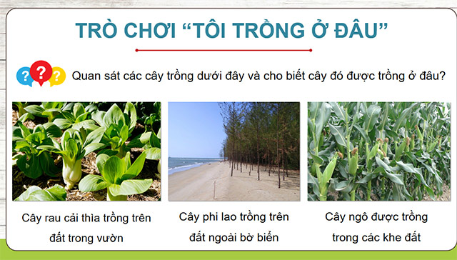 Giáo án PowerPoint Khoa học 5 Kết nối tri thức