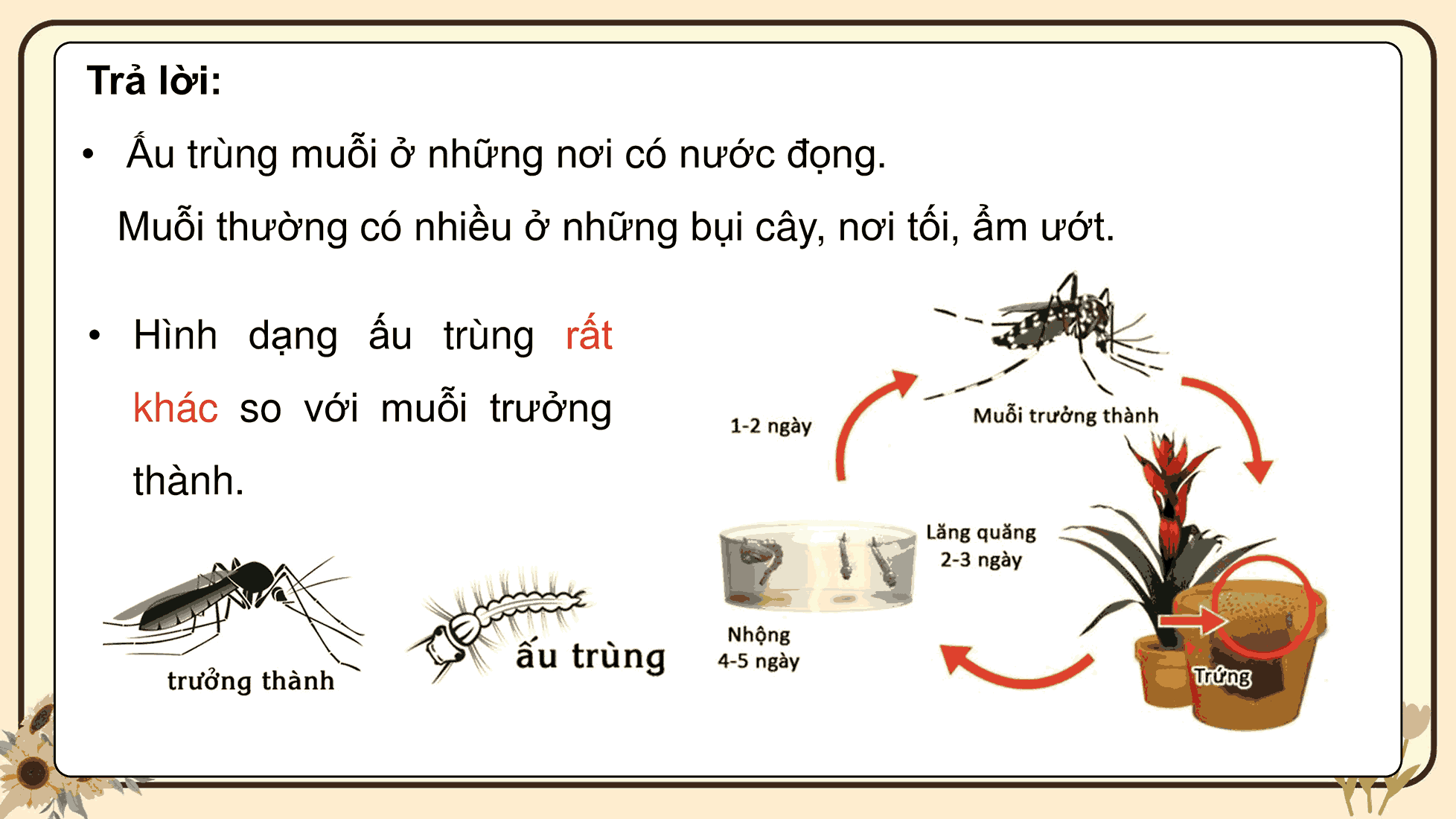 Khoa học 5: Ôn tập chủ đề Thực vật và động vật