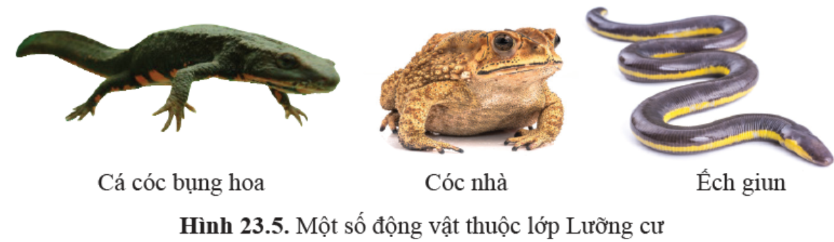 Câu 2 trang 127 SGK KHTN 6 Cánh diều