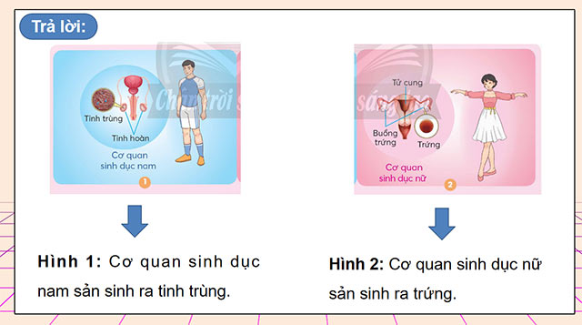 PowerPoint Khoa học 5 Một số đặc điểm của nam và nữ