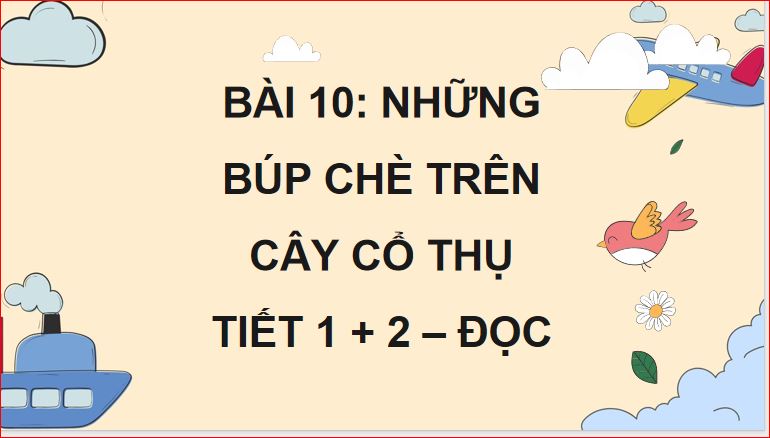 Những búp chè trên cây cổ thụ
