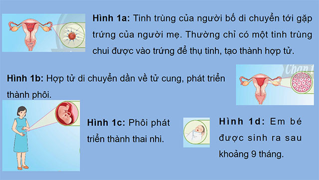 PowerPoint Khoa học 5 Sự sinh sản ở người