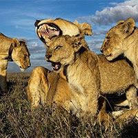 Giáo án Sinh học 12 Bài 26: Quần xã sinh vật