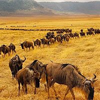 Giáo án Sinh học 12 Bài 28: Hệ sinh thái