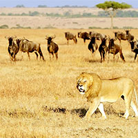 Giáo án Sinh học 12 Bài 30: Diễn thế sinh thái