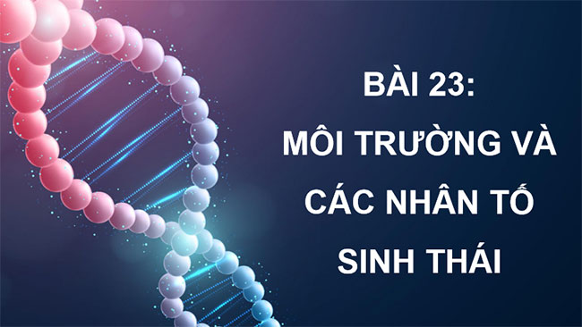  PowerPoint Sinh học 12 Bài 23 Kết nối