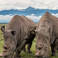 Giáo án Sinh học 12 Bài 24: Sinh thái học quần thể