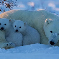 Giáo án Sinh học 12 Bài 34: Phát triển bền vững