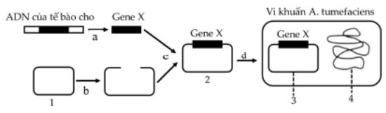 Đề thi thử THPT Quốc gia môn Sinh - Đề 2