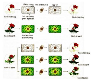 Đề thi thử THPT Quốc gia môn Sinh - Đề 2