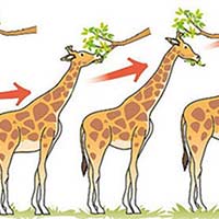 Giáo án Khoa học tự nhiên 9 Bài 42: Giới thiệu về tiến hoá chọn lọc nhân tạo và chọn lọc tự nhiên