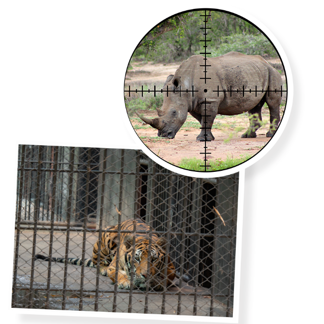 Tiếng Anh 10 Unit 9 Listening Global Success