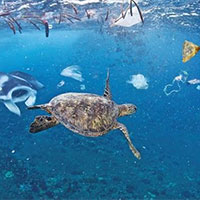 Giáo án Khoa học tự nhiên 7 Bài 40: Sinh sản hữu tính ở sinh vật