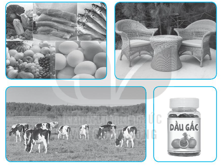 Vở bài tập Tự nhiên và xã hội lớp 3 trang 43, 44, 45 Bài 16: Sử dụng hợp lí thực vật và động vật - Kết nối tri thức (ảnh 1)