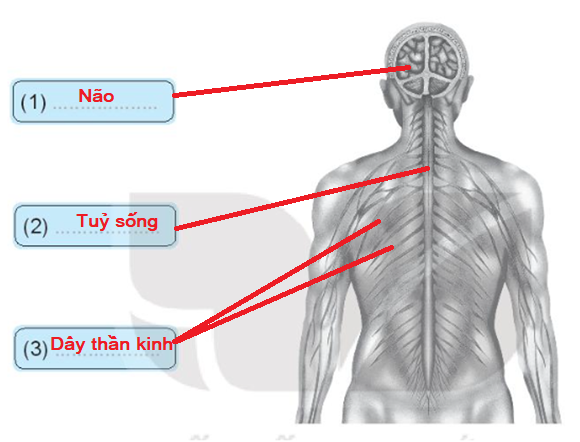 Vở bài tập Tự nhiên và xã hội lớp 3 trang 57, 58 Bài 22: Cơ quan thần kinh - Kết nối tri thức (ảnh 1)