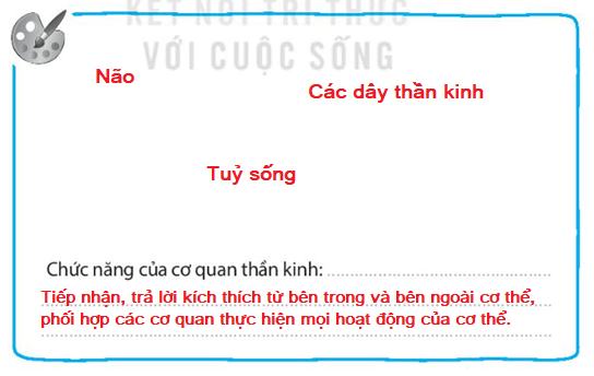 Vở bài tập Tự nhiên và xã hội lớp 3 trang 57, 58 Bài 22: Cơ quan thần kinh - Kết nối tri thức (ảnh 1)