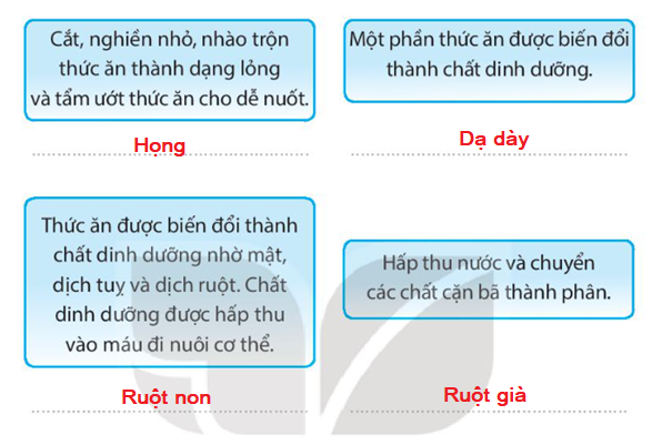 Vở bài tập Tự nhiên và xã hội lớp 3 trang 48, 49 Bài 18: Cơ quan tiêu hoá - Kết nối tri thức (ảnh 1)