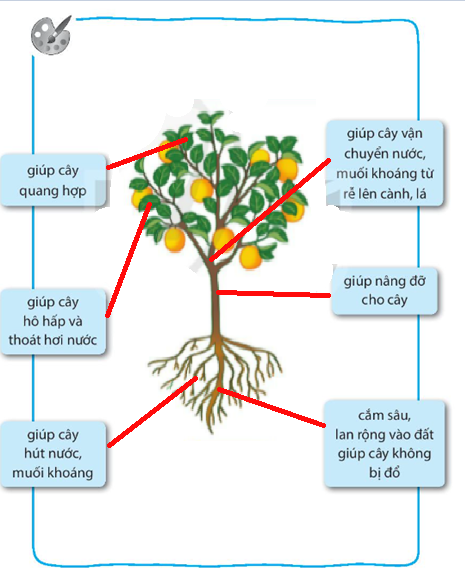 Vở bài tập Tự nhiên và xã hội lớp 3 trang 39, 40 Bài 14: Chức năng một số bộ phận của thực vật - Kết nối tri thức (ảnh 1)