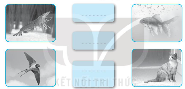 Vở bài tập Tự nhiên và xã hội lớp 3 trang 41, 42 Bài 15: Một số bộ phận của động vật và chức năng của chúng - Kết nối tri thức (ảnh 1)