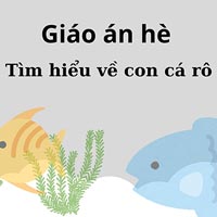Giáo án dạy hè: Tìm hiểu về con cá rô