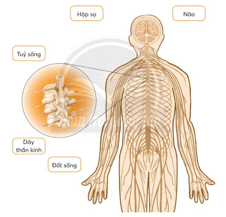 Vở bài tập Tự nhiên và xã hội lớp 3 trang 62, 63, 64 Bài 22: Cơ quan thần kinh - Chân trời sáng tạo (ảnh 1)