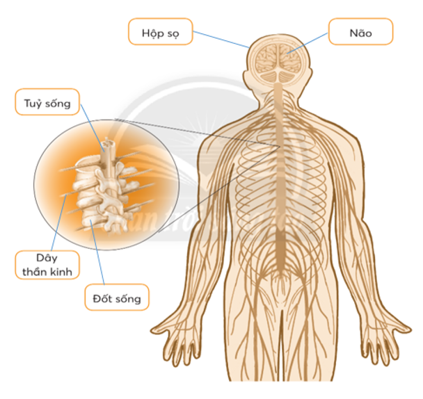Vở bài tập Tự nhiên và xã hội lớp 3 trang 62, 63, 64 Bài 22: Cơ quan thần kinh - Chân trời sáng tạo (ảnh 1)