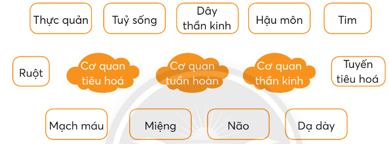 Vở bài tập Tự nhiên và xã hội lớp 3 trang 70, 71 Bài 25: Ôn tập chủ đề con người và sức khoẻ - Chân trời sáng tạo (ảnh 1)