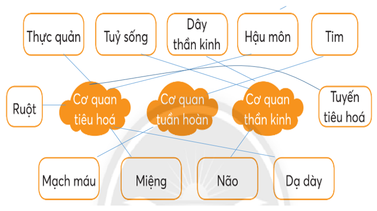 Vở bài tập Tự nhiên và xã hội lớp 3 trang 70, 71 Bài 25: Ôn tập chủ đề con người và sức khoẻ - Chân trời sáng tạo (ảnh 1)