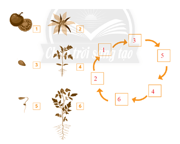 Vở bài tập Tự nhiên và xã hội lớp 3 trang 46, 47, 48 Bài 16: Hoa và quả - Chân trời sáng tạo (ảnh 1)