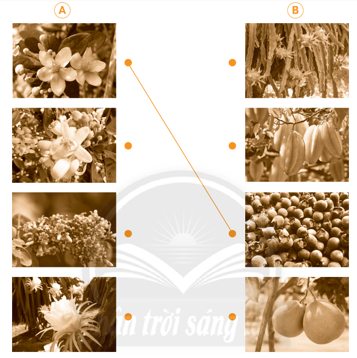 Vở bài tập Tự nhiên và xã hội lớp 3 trang 46, 47, 48 Bài 16: Hoa và quả - Chân trời sáng tạo (ảnh 1)