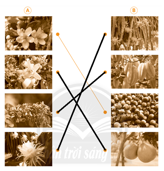 Vở bài tập Tự nhiên và xã hội lớp 3 trang 46, 47, 48 Bài 16: Hoa và quả - Chân trời sáng tạo (ảnh 1)