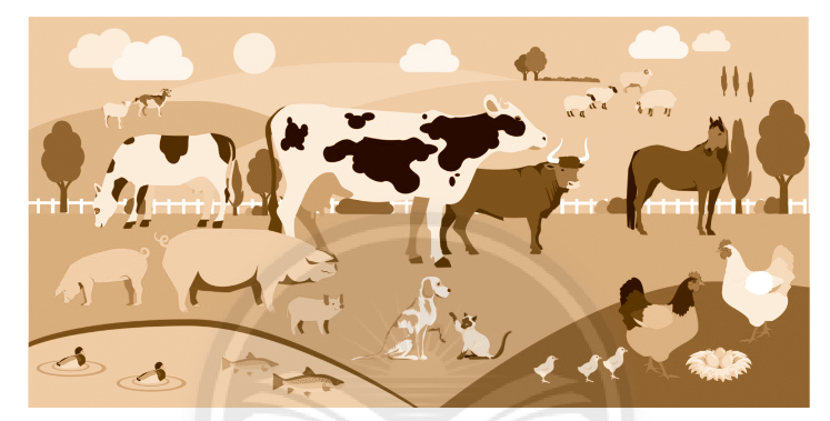 Vở bài tập Tự nhiên và xã hội lớp 3 trang 49, 50, 51 Bài 17: Thế giới động vật quanh em - Chân trời sáng tạo (ảnh 1)