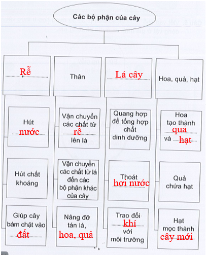 Vở bài tập Tự nhiên và xã hội lớp 3 trang 50, 51 Ôn tập: Chủ đề Thực vật và Động vật - Cánh diều (ảnh 1)