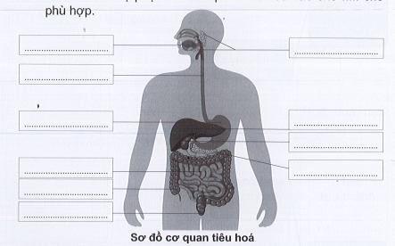 Vở bài tập Tự nhiên và xã hội lớp 3 trang 52, 53 Bài 15: Cơ quan tiêu hóa - Cánh diều (ảnh 1)