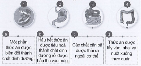 Vở bài tập Tự nhiên và xã hội lớp 3 trang 52, 53 Bài 15: Cơ quan tiêu hóa - Cánh diều (ảnh 1)