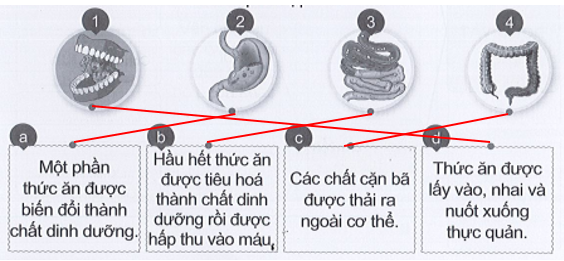 Vở bài tập Tự nhiên và xã hội lớp 3 trang 52, 53 Bài 15: Cơ quan tiêu hóa - Cánh diều (ảnh 1)