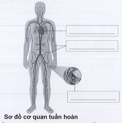 Vở bài tập Tự nhiên và xã hội lớp 3 trang 54, 55, 56 Bài 16: Cơ quan tuần hoàn - Cánh diều (ảnh 1)