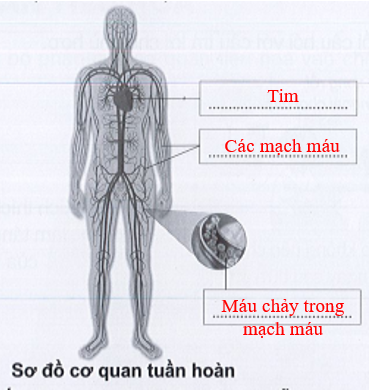 Vở bài tập Tự nhiên và xã hội lớp 3 trang 54, 55, 56 Bài 16: Cơ quan tuần hoàn - Cánh diều (ảnh 1)