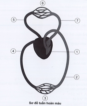 Vở bài tập Tự nhiên và xã hội lớp 3 trang 54, 55, 56 Bài 16: Cơ quan tuần hoàn - Cánh diều (ảnh 1)