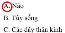 Vở bài tập Tự nhiên và xã hội lớp 3 trang 57, 58, 59, 60 Bài 17: Cơ quan thần kinh - Cánh diều (ảnh 1)